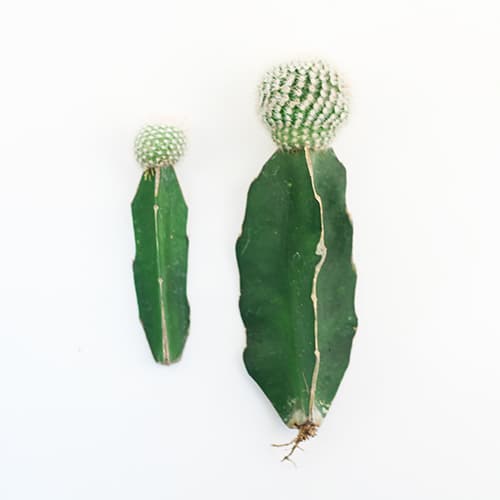 Gymnocalycium mihanovichii Grafted Cactus _Notocactus scopa_